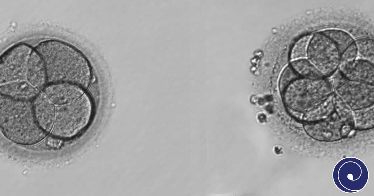 Praćenje razvoja embrija